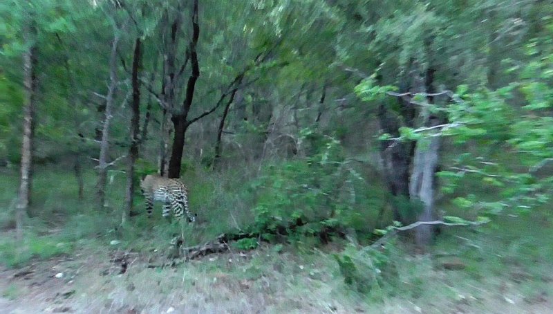 Pic (87).jpg - Leopard